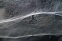 Cyrtophora_citricola_D3180_Z_80_Valle Gran Rey_Spanje